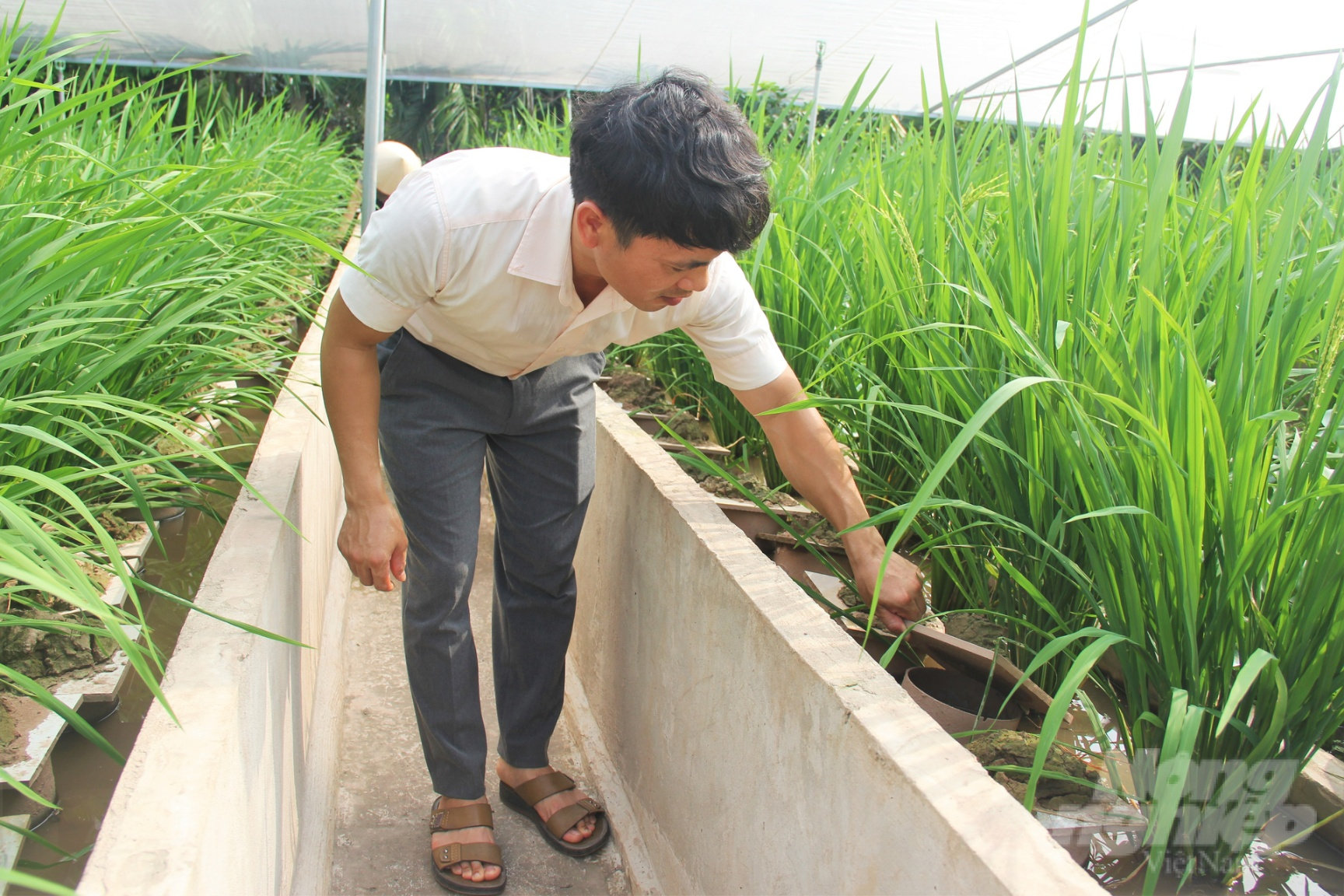 Nuôi lươn sinh sản cần hạn chế tiếng ồn khi lươn đẻ trứng. Ảnh: Trung Quân.
