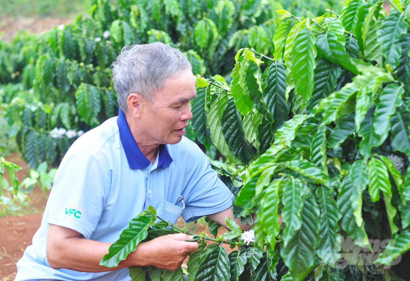 Cơ hội rộng mở cho người trồng cà phê robusta 