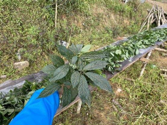 Sự thật bất ngờ về lá sâm Ngọc Linh giá chỉ hơn 500.000 đồng/kg 