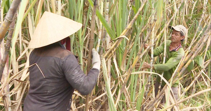 Cây mía miền Tây... “hết ngọt” 