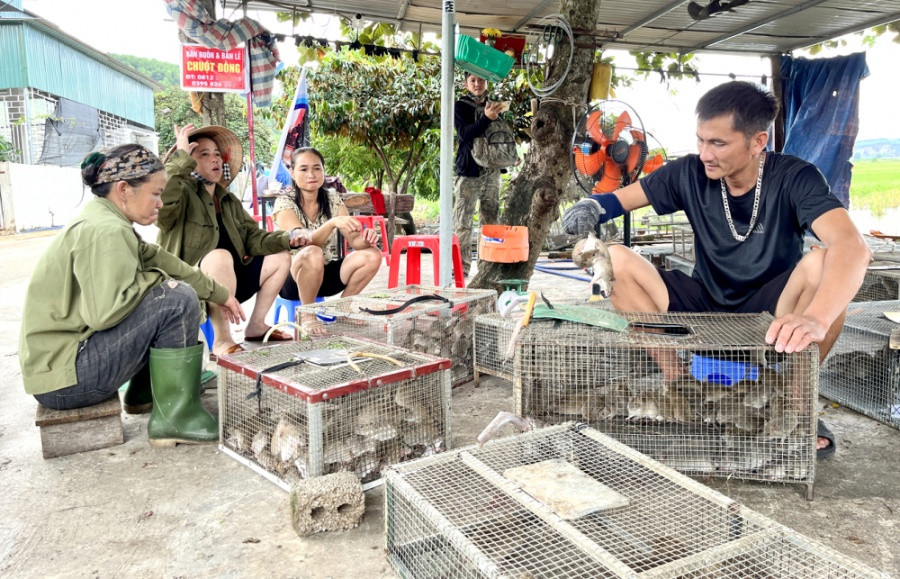 Thợ săn chuột phải mang lỉnh kỉnh đồ nghề theo mỗi chuyến để ăn, ngủ ngay trên đồng