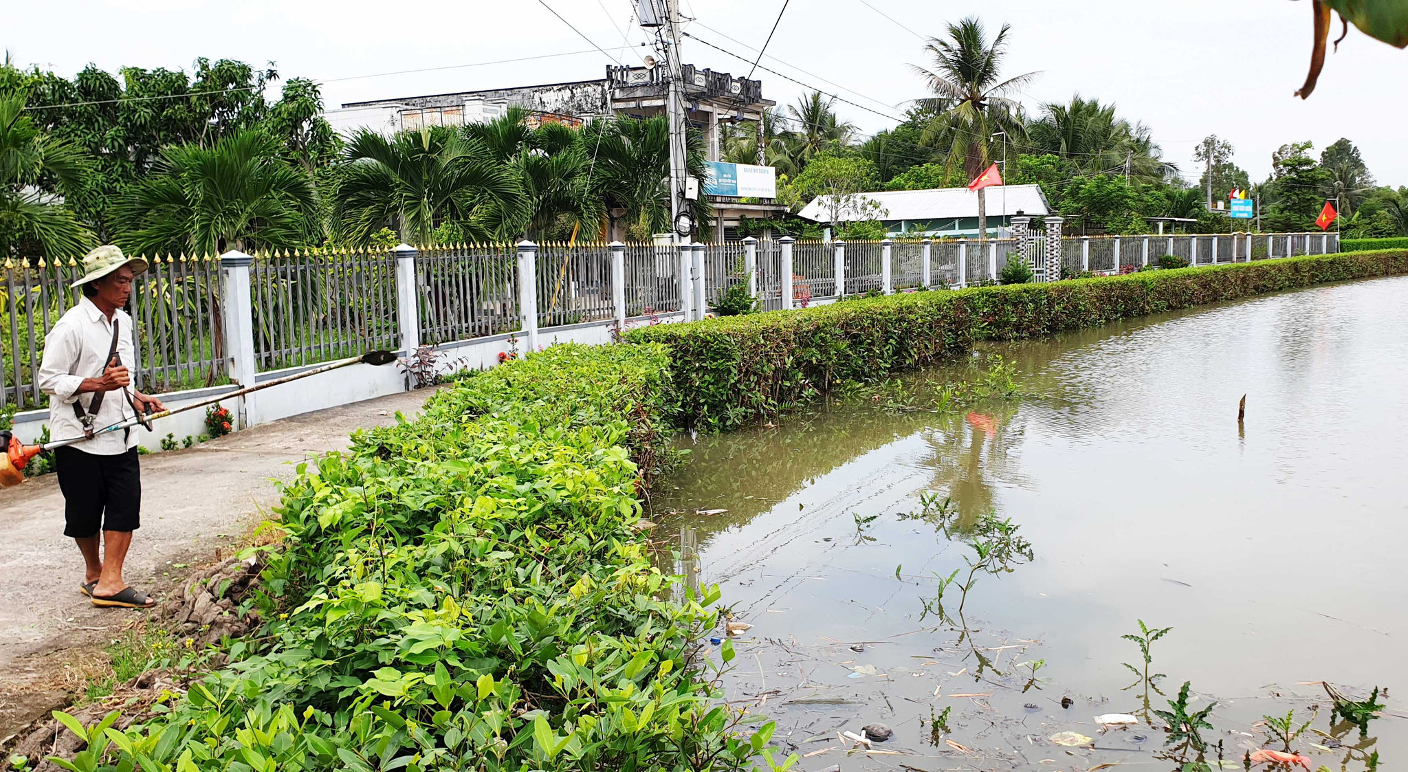Chuyện cây mắm và hành trình giữ đất