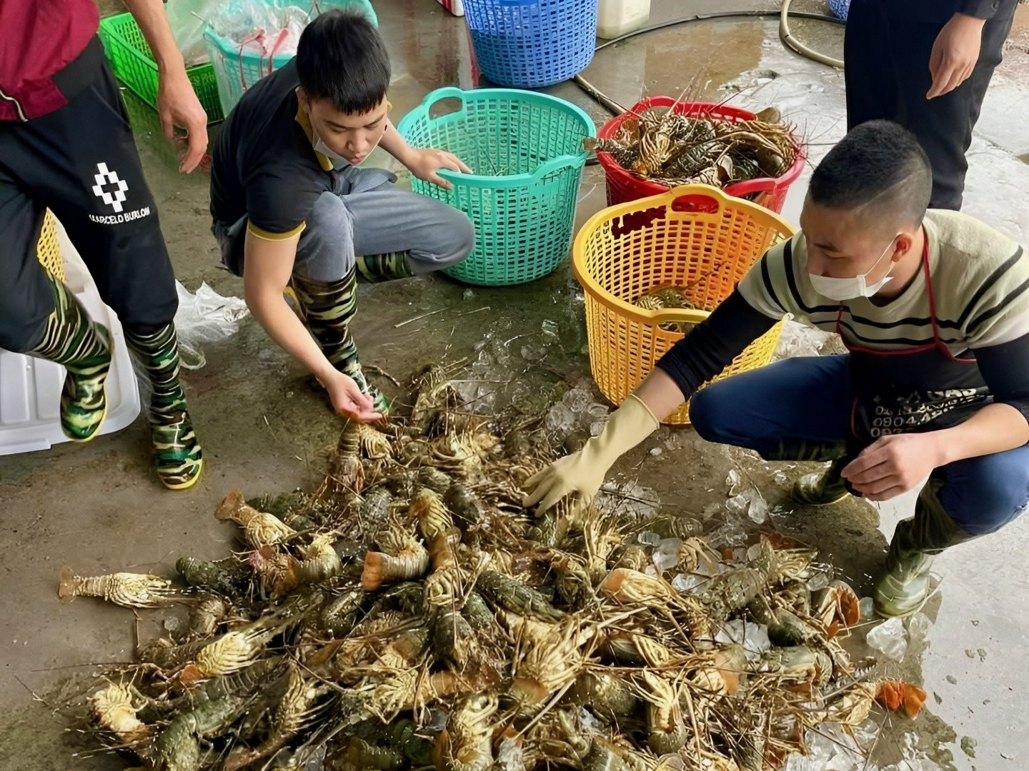 Khánh Hòa: Hàng trăm tấn tôm hùm bông tồn đọng vì Trung Quốc ngừng thu mua 