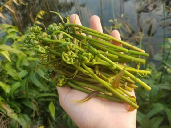 Loại rau dại nhiều người chưa từng nghe tên, vào nhà hàng thành đặc sản ai cũng thích 