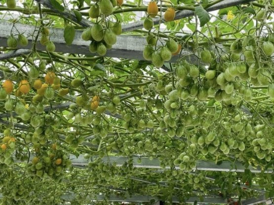 Cô gái Hà thành chi vài trăm triệu làm vườn sân thượng, quanh năm ăn rau sạch 