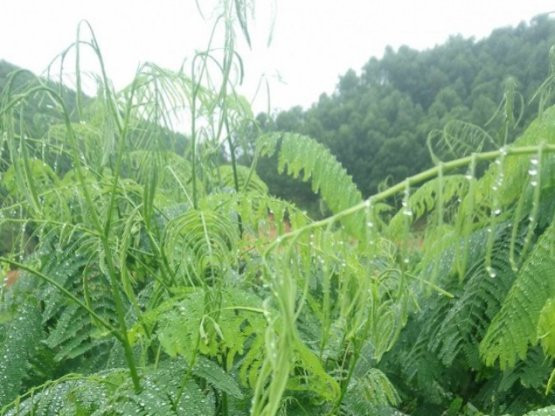Loại rau dại thành đặc sản giá 100.000 đồng/kg, dân thu không kịp bán 