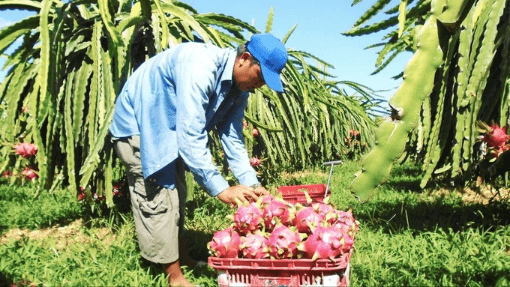 Giá nông sản xuất khẩu đang ở mức cao