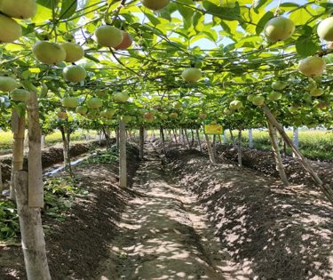 Hạn mặn kéo dài, hơn 7.000ha chanh ở Long An có nguy cơ bị giảm năng suất