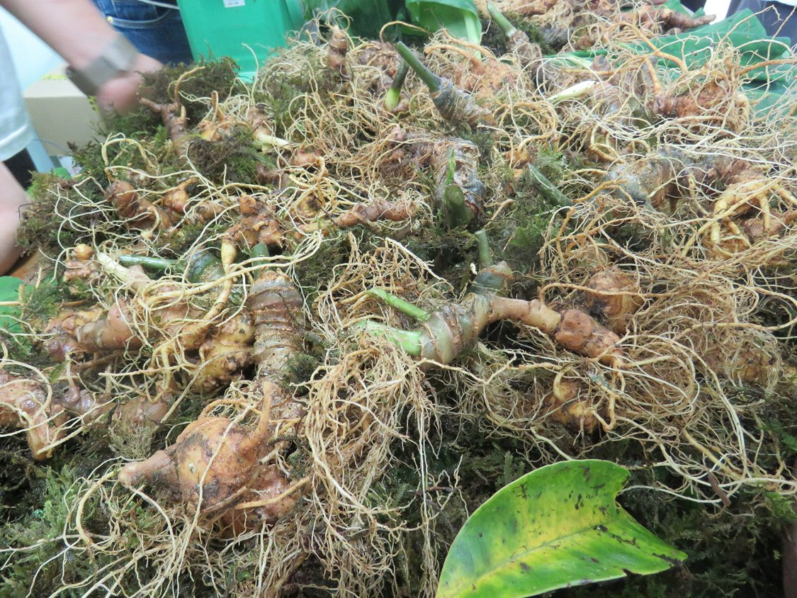 Tìm thấy cách phân biệt sâm Ngọc Linh và sâm Lai Châu