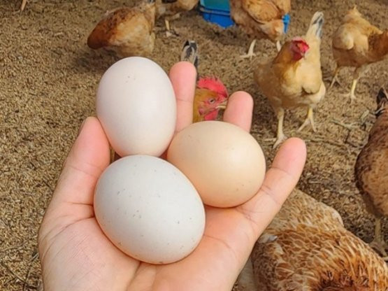 Trứng gà giá 15.000 đồng/quả đang có mặt trên thị trường có gì đặc biệt? 