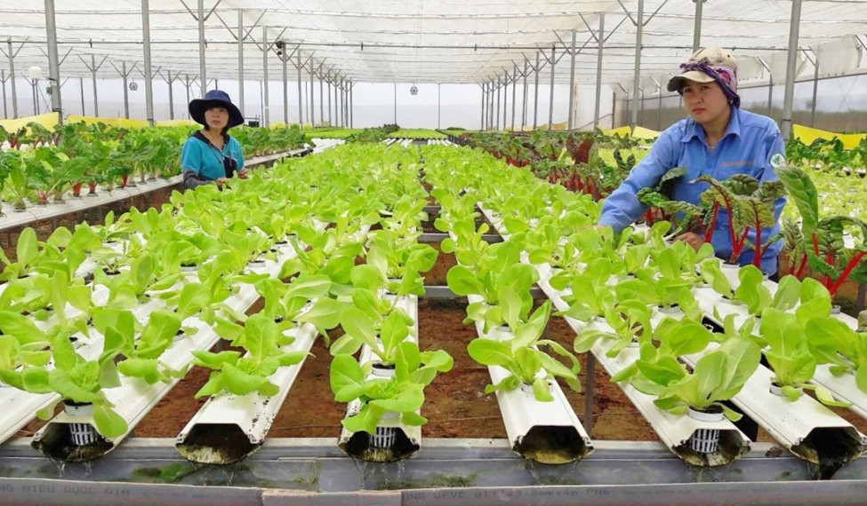TP.HCM xây dựng chuỗi liên kết giá trị nông sản theo mô hình mới 