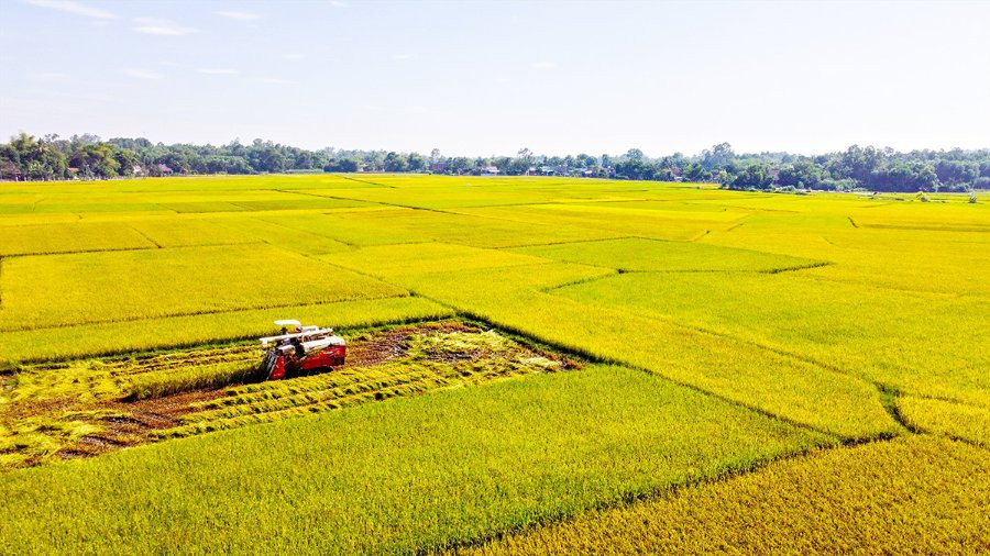 Trồng lúa là nguồn phát thải lớn thứ hai của ngành nông nghiệp