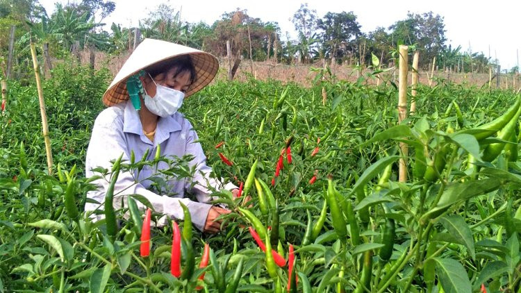 Chuyên gia lý giải vì sao Trung Quốc thu mua ớt Việt Nam tăng đột biến