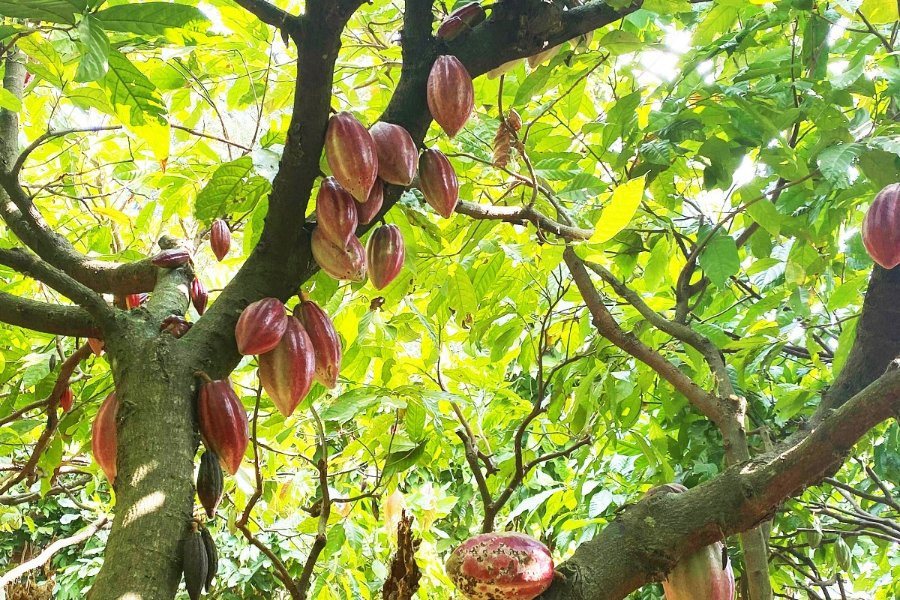 Không để ca cao Việt Nam mãi thiệt thòi