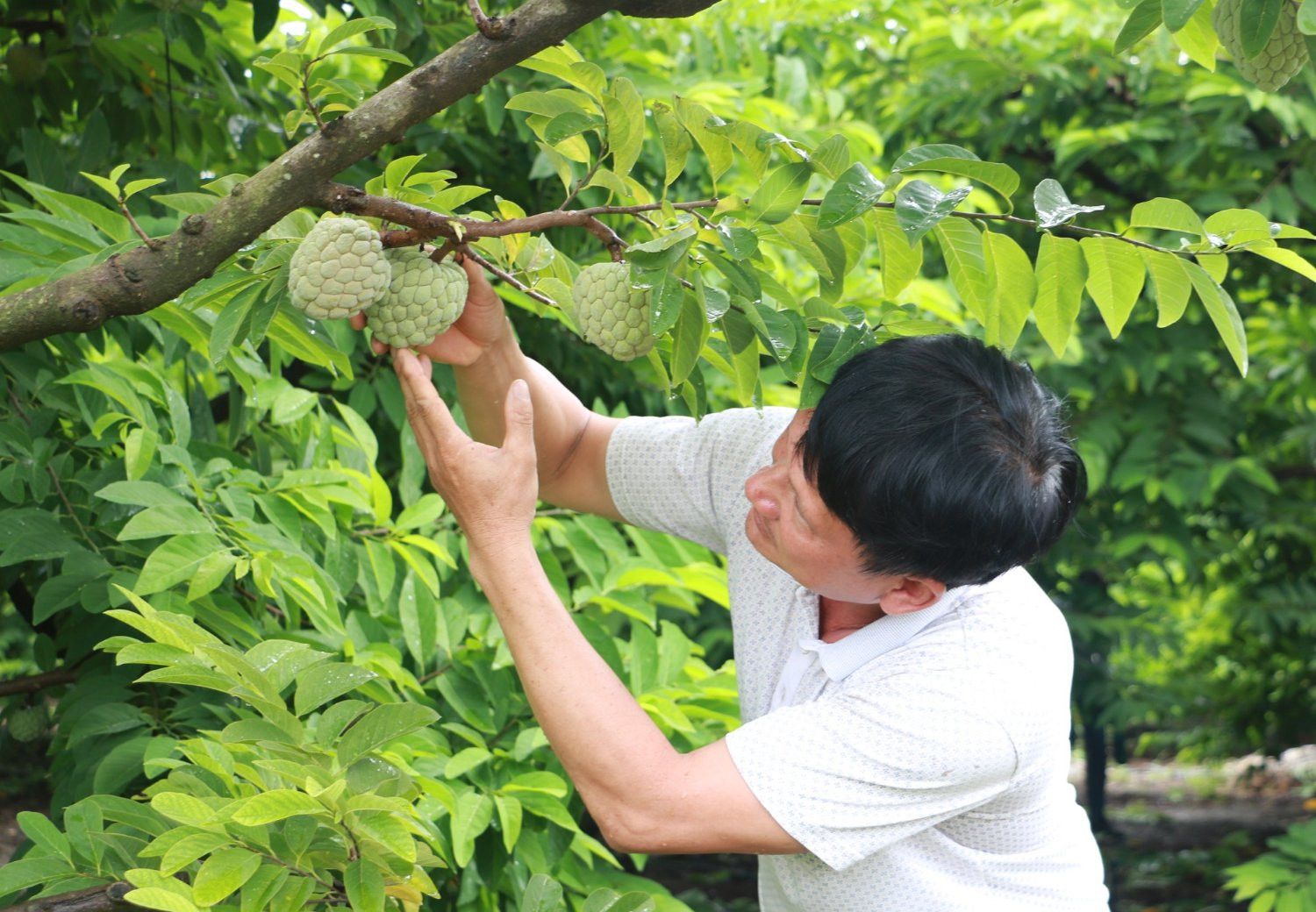 Phải có vùng nguyên liệu đạt chuẩn thì mới đi vào quỹ đạo