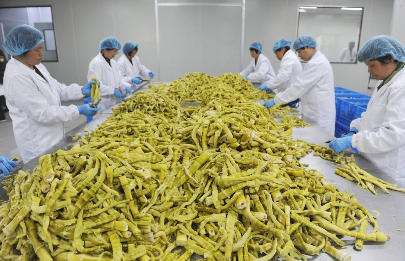Phát hiện: Măng tre chứa một nguồn protein tương tự sữa bò