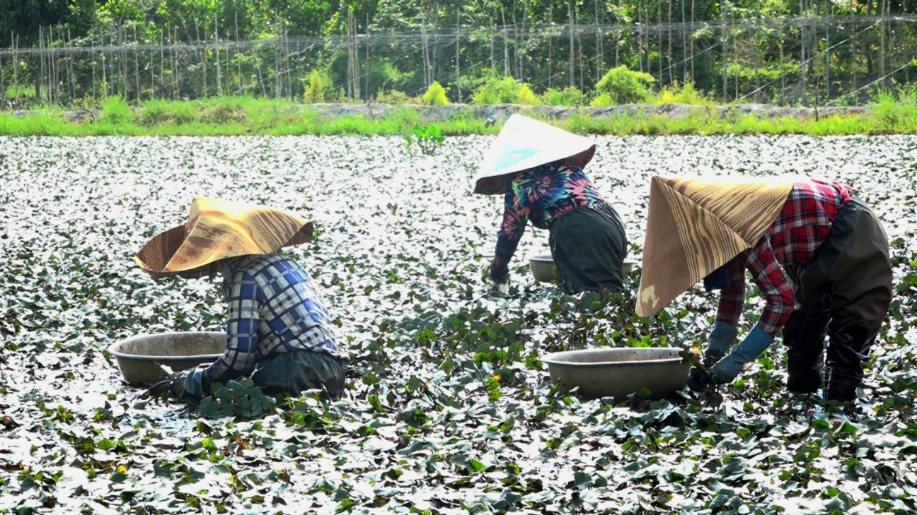Củ ấu và hạt lúa xen canh trên cánh đồng Đồng Tháp 