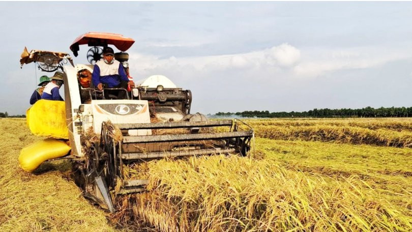 Đồng Tháp xây dựng vùng nguyên liệu lúa chất lượng cao phục vụ xuất khẩu 
