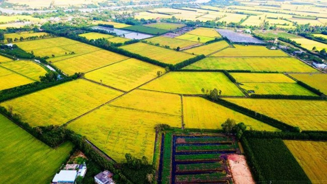 Giảm lãi suất cho vay tối thiểu 1% cho 1 triệu ha lúa chất lượng cao 