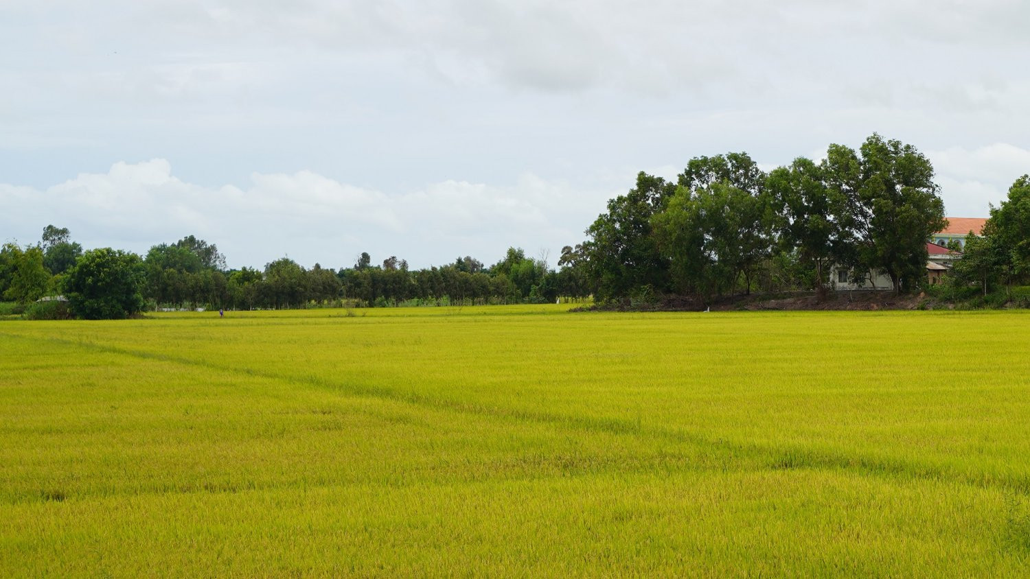Nông dân trồng lúa ở huyện biên giới Vĩnh Hưng được mùa, trúng giá