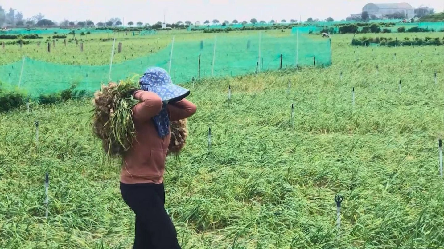 Tỏi Lý Sơn vui chưa trọn bởi được mùa nhưng giá thấp