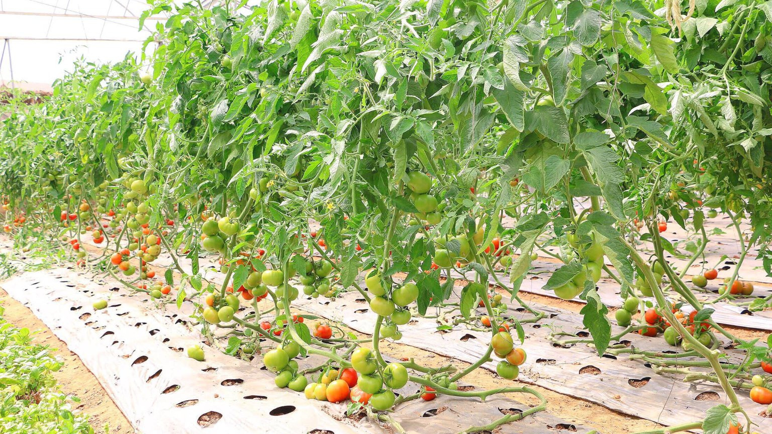Không gian kinh tế xanh ở Lâm Đồng: Cần bản lĩnh lẫn tư duy xanh 