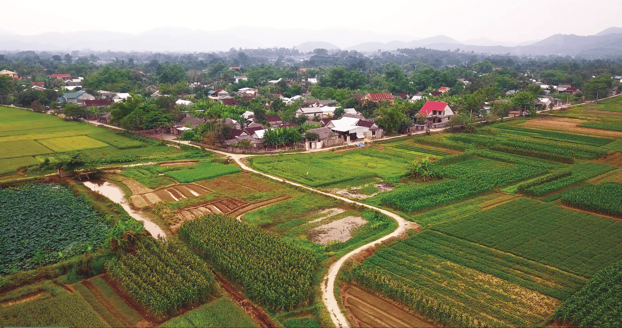 Nụ cười trong rừng trúc 