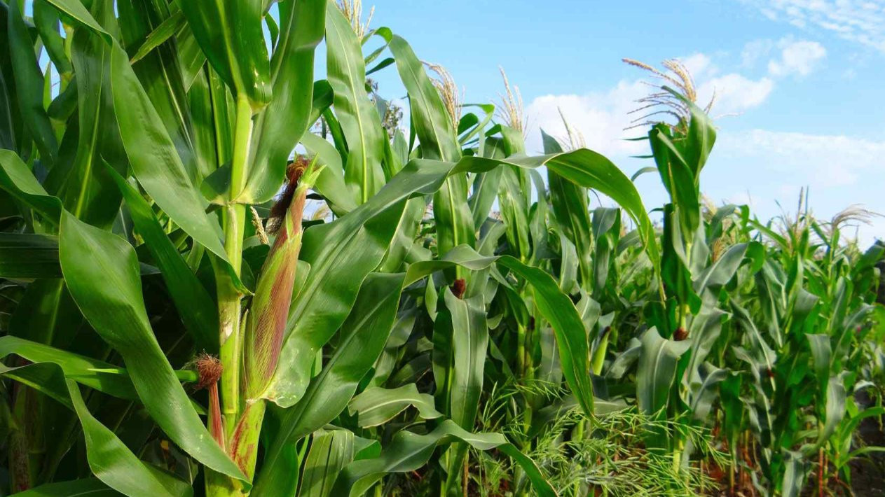 Tháng 11: Ethanol vào guồng máy - Nông nghiệp Việt có đủ lực gánh E10?