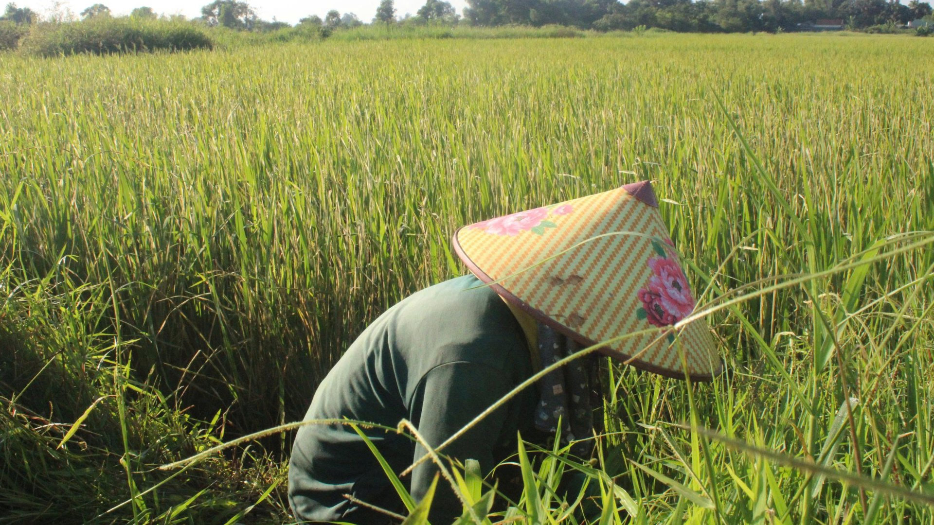 Sâu bệnh tấn công dồn dập, người trồng lúa Hà Tĩnh 'thắt ruột' sợ mất mùa