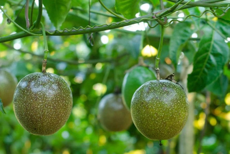 Xuất khẩu chanh leo Việt Nam tăng trưởng 300% trong 5 năm