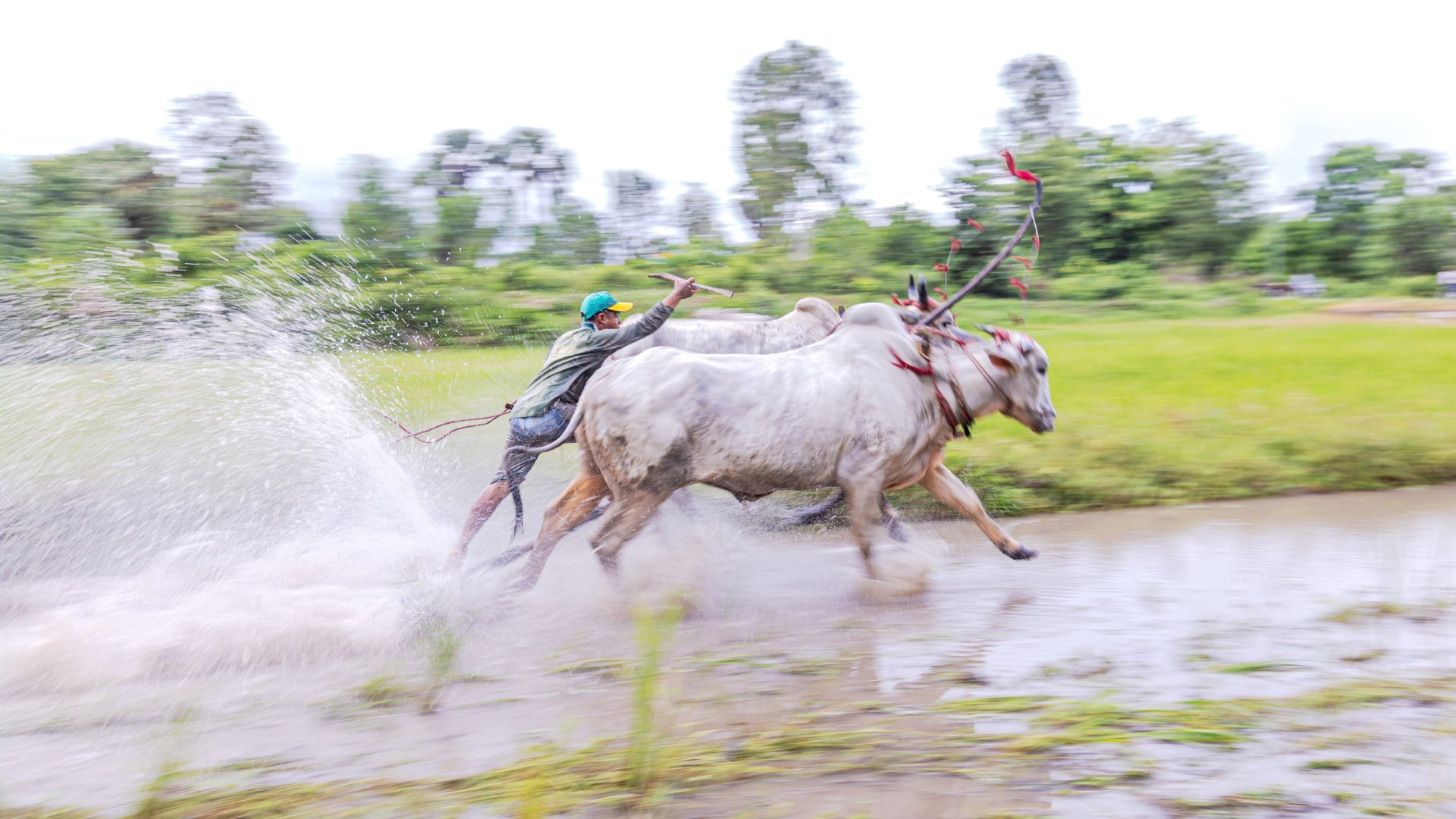 Đua bò Bảy Núi trước giờ G