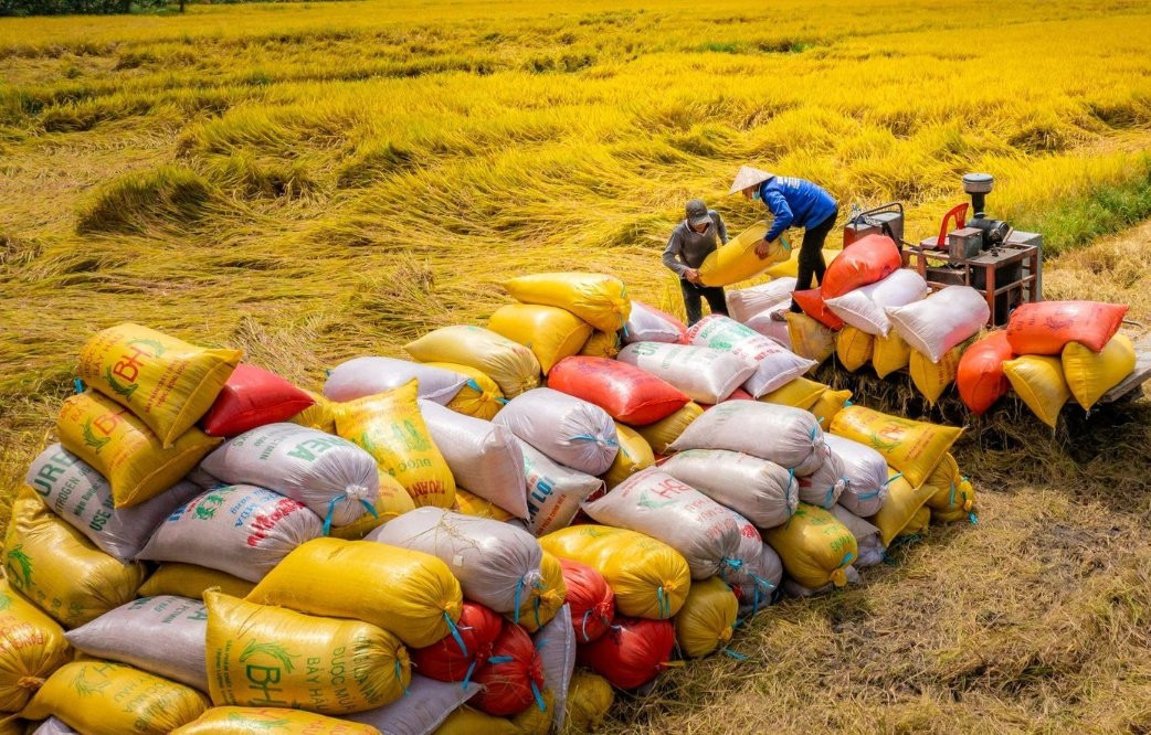 ‘Hạt gạo làng ta’ và cuộc chu du thế kỷ