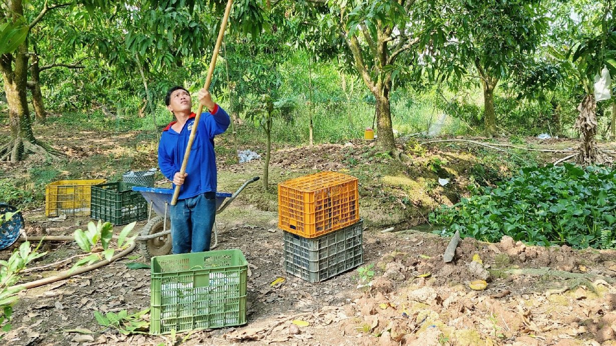 Tỉnh nào vô địch về mã số vùng trồng? 