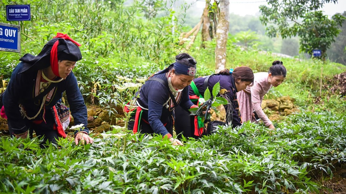 Chính sách thuế và đất đai: ‘Linh đơn’ bứt phá 