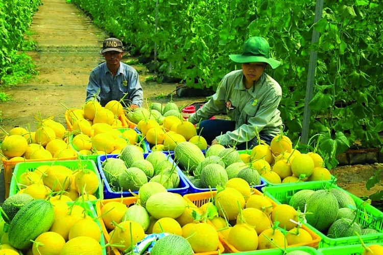 Đưa nông sản lên sàn: Cơ hội vàng để 'tài chính hóa' sản phẩm nông nghiệp