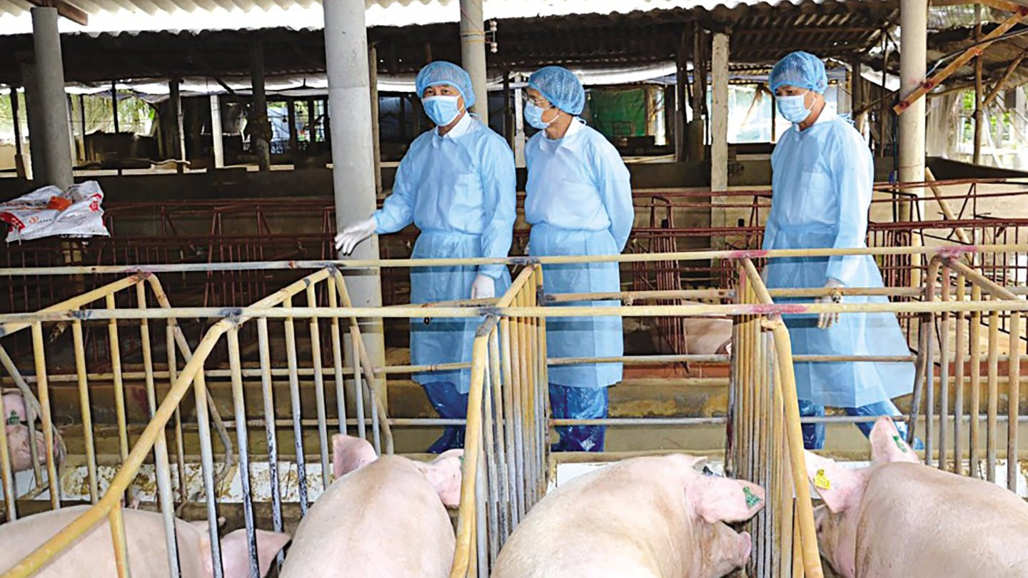 Viện Chăn nuôi và CSIRO chỉ ra 3 thói quen nhỏ giúp giảm nguy cơ lây Dịch tả lợn Châu Phi tới 10 lần 