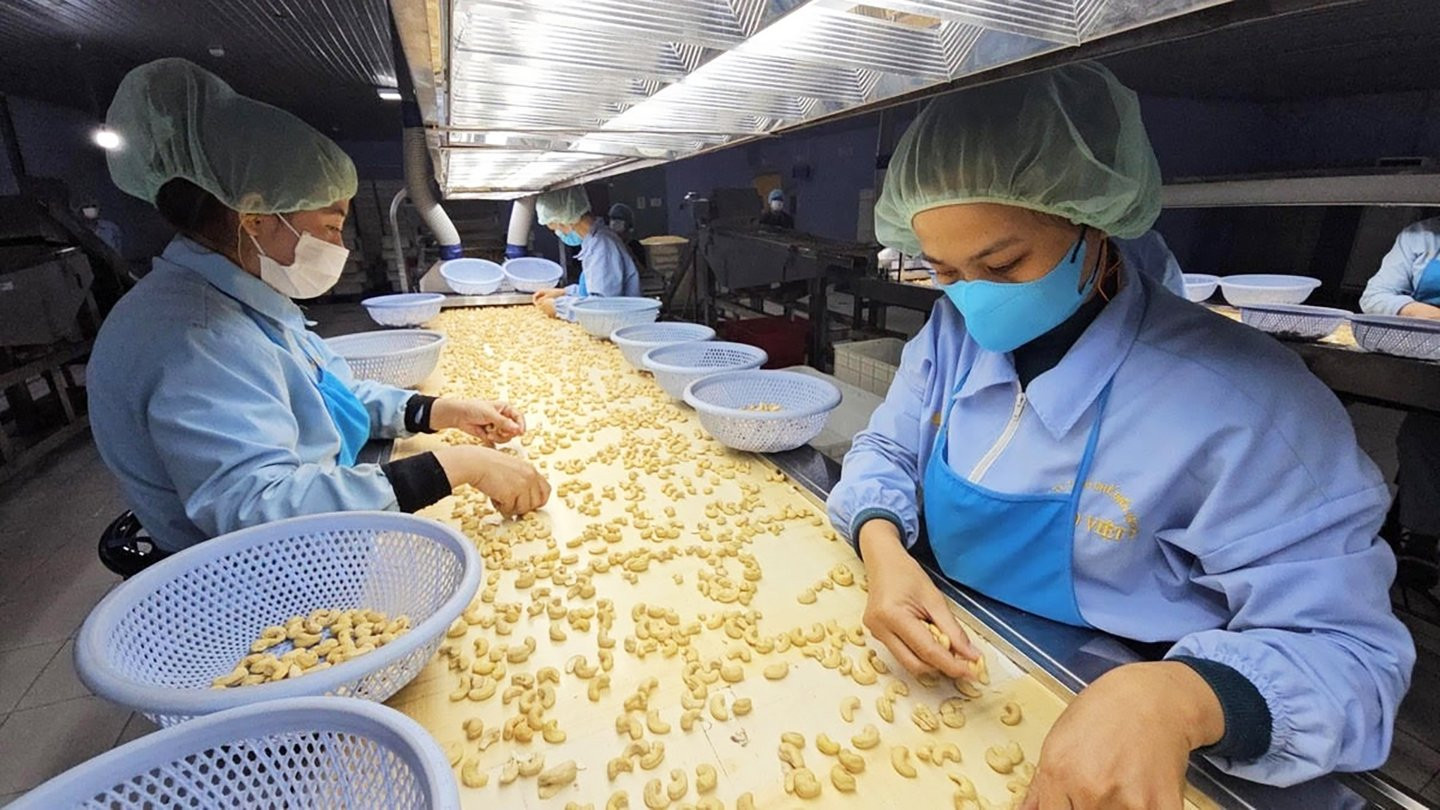Việt Nam: ‘Điểm hẹn vàng’ ngành điều toàn cầu và vượt thách thức thuế quan Mỹ