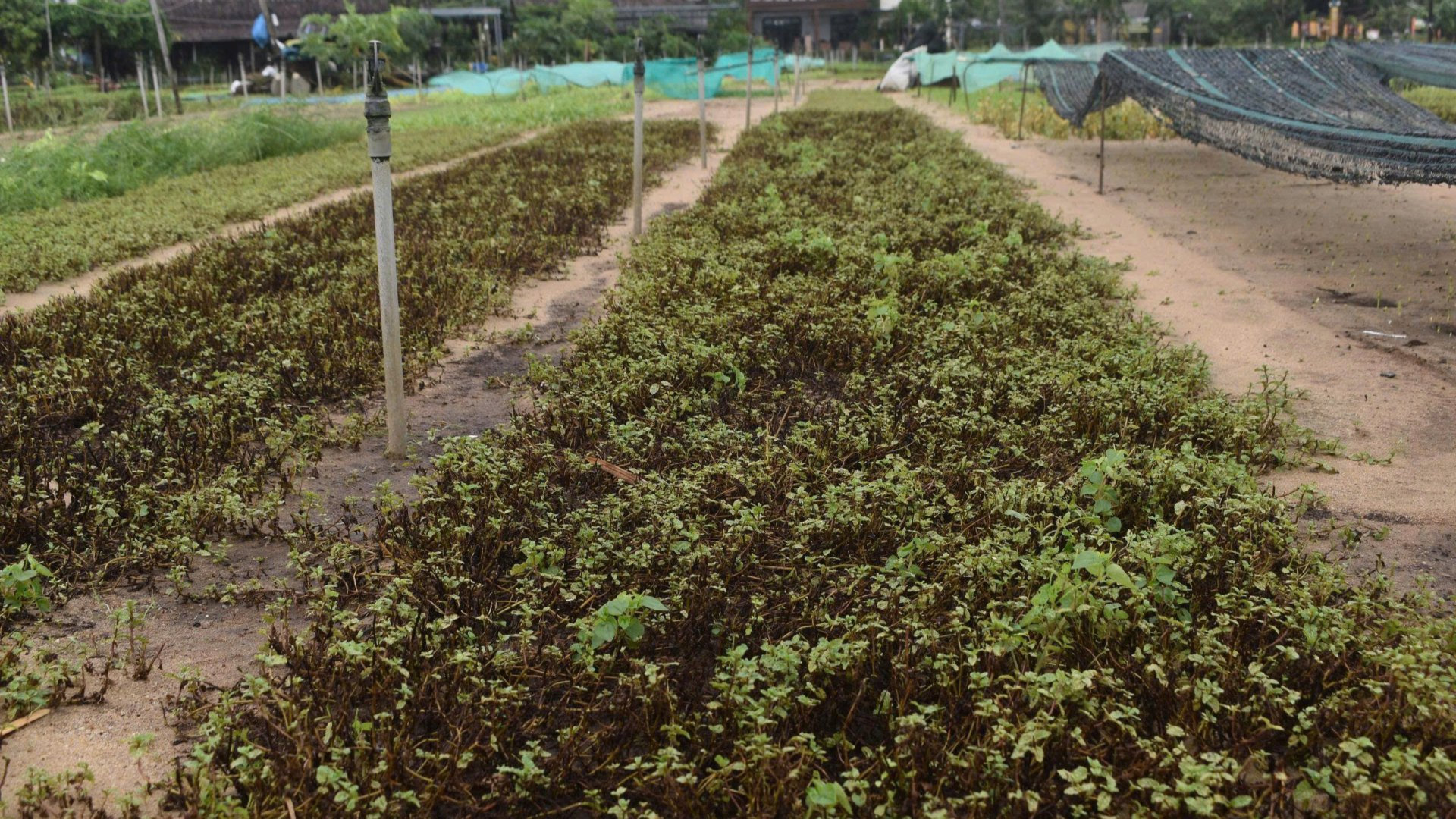 Cánh đồng rau Trà Quế xác xơ vì mưa lũ 