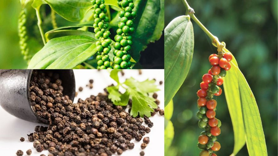 Kim ngạch xuất khẩu hồ tiêu tiến sát kỷ lục năm 2016 
