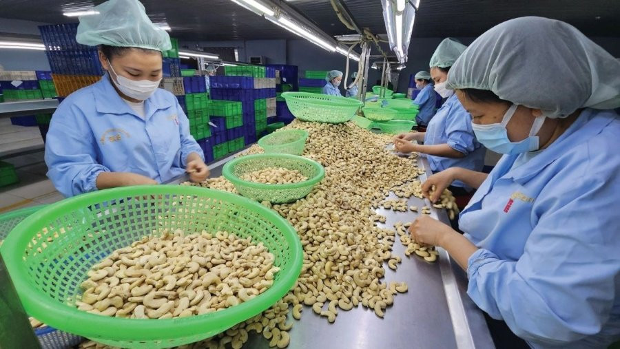 Xuất khẩu điều vượt 4,2 tỷ USD, Việt Nam 'bá chủ' phần tại Đức