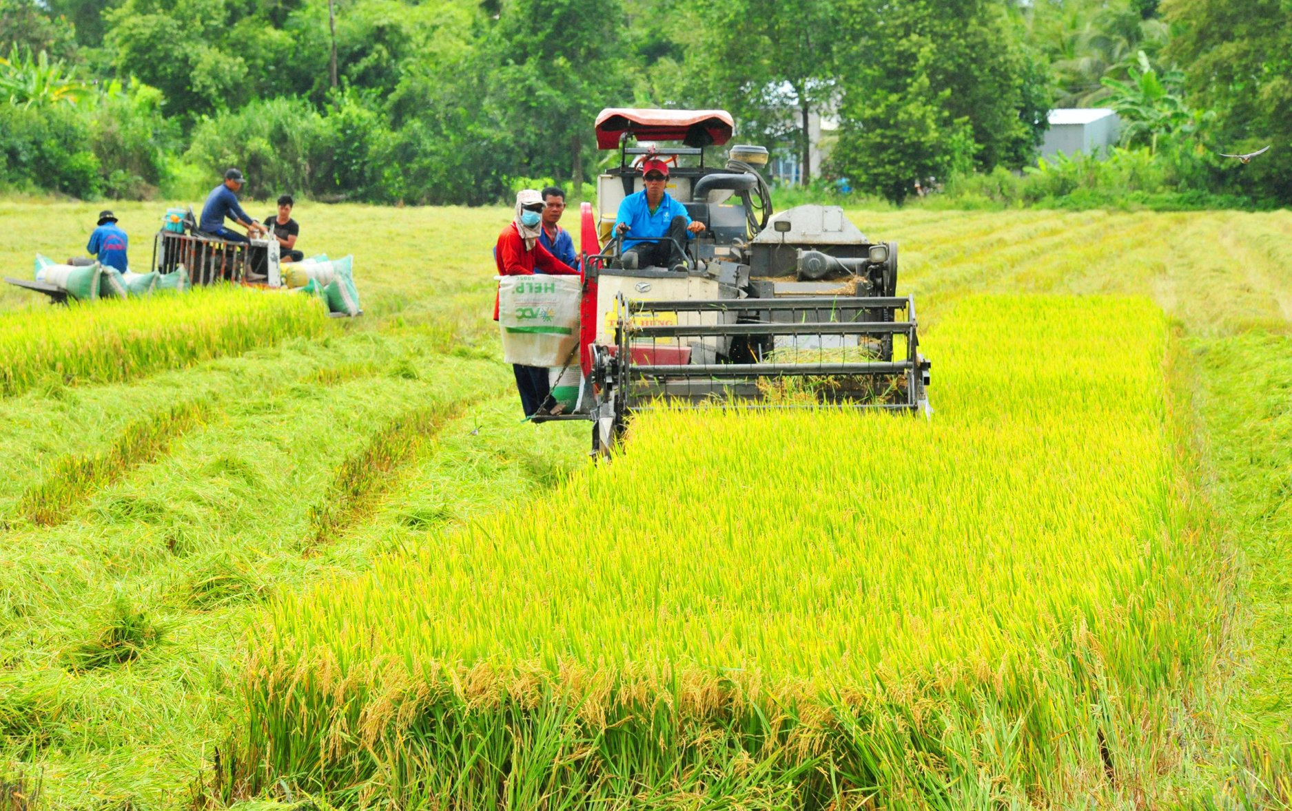 Bộ Chính Trị: Việt Nam phải có doanh nghiệp nông nghiệp dẫn đầu khu vực và thế giới vào năm 2030 