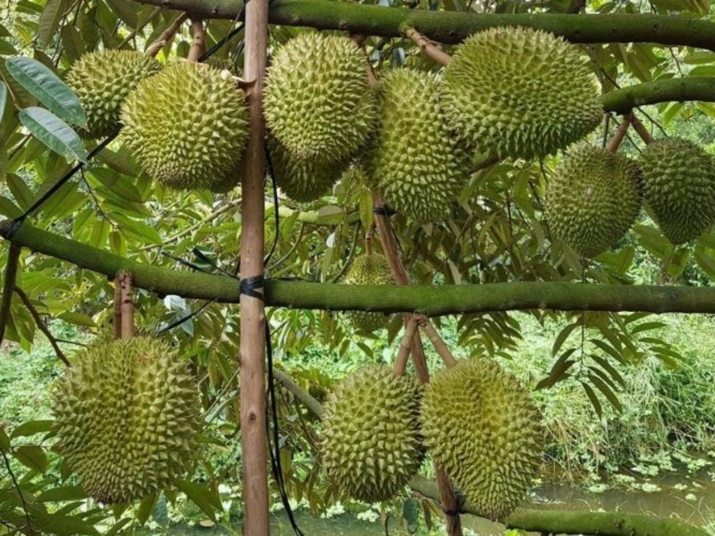 Từ chuyện sầu riêng bị gian lận mã số vùng trồng: Sửa luật! 