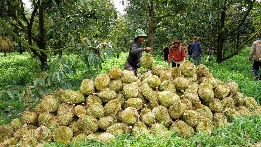 Chính phủ đề xuất 'giải cứu' nông sản, thức ăn chăn nuôi: Khôi phục khấu trừ VAT và tháo gỡ vướng mắc hoàn thuế 