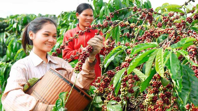 Việt Nam tăng tốc trước EUDR: Từ Gia Lai, nhìn thấy áp lực và cơ hội của chuỗi nông sản xuất khẩu 