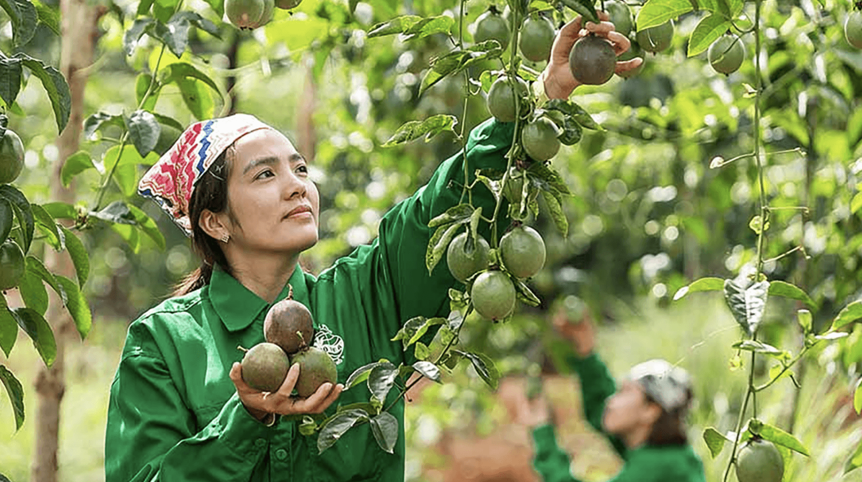 Chanh leo: Bứt phá mạnh mẽ, hướng tới xuất khẩu tỷ đô