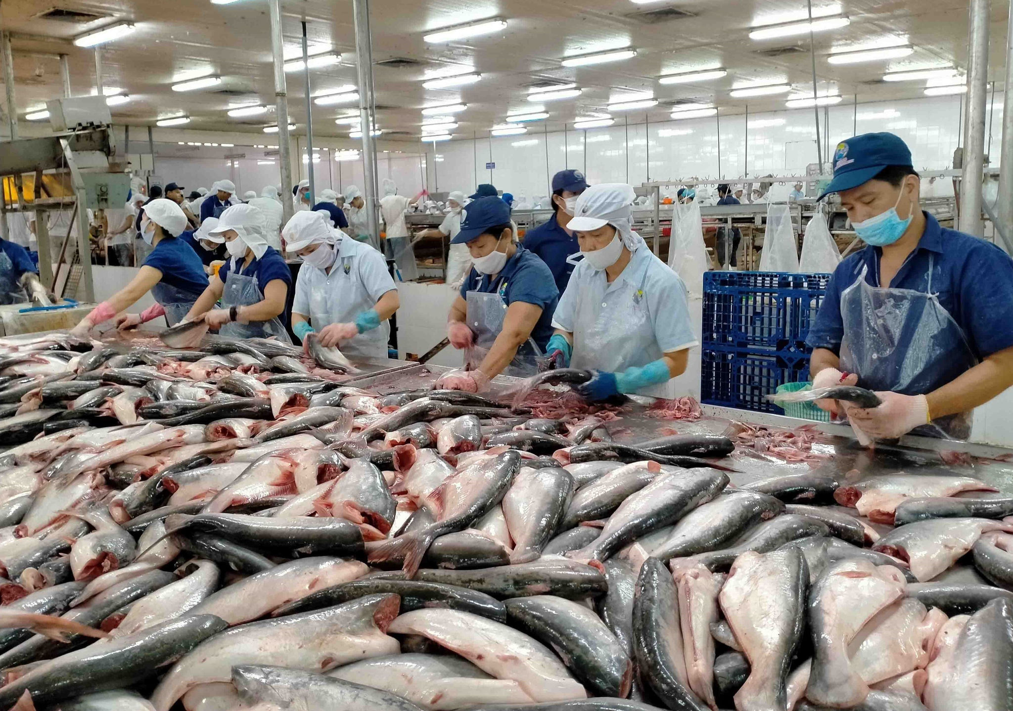 Cá tra: Kỳ vọng tăng trưởng mạnh hơn vào năm 2026