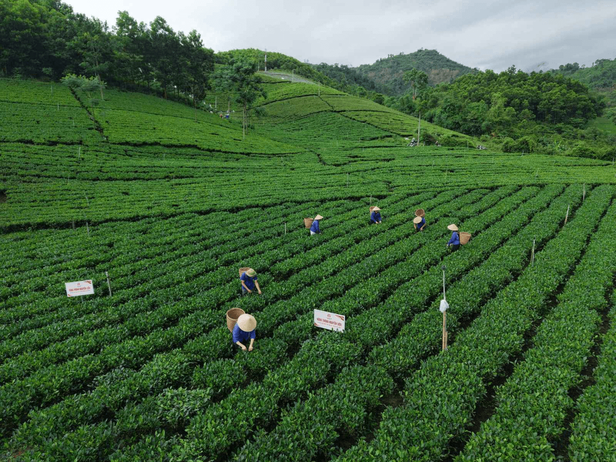Vùng nguyên liệu tỷ đô: Khi ‘vốn mồi' gặp ‘nhạc trưởng’ hợp tác xã kiểu mới 