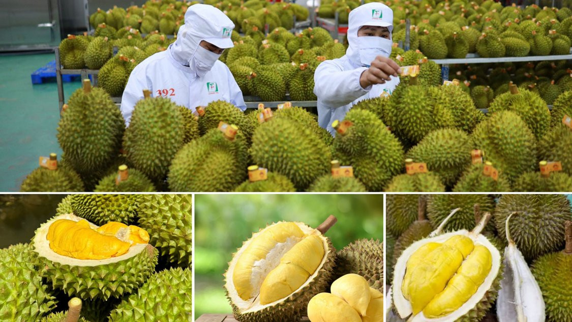 Sầu riêng Việt ‘bám đuổi’ sát nút Thái Lan tại thị trường Trung Quốc 