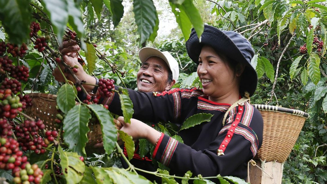 Cà phê 2026: Đi tìm điểm cân bằng mới