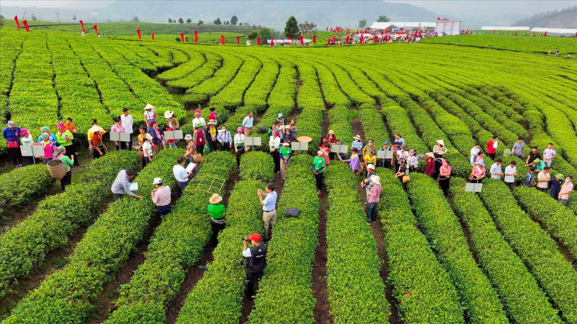 Chè Việt Nam 2026: Phải chạy để không còn...nguyên liệu vô danh
